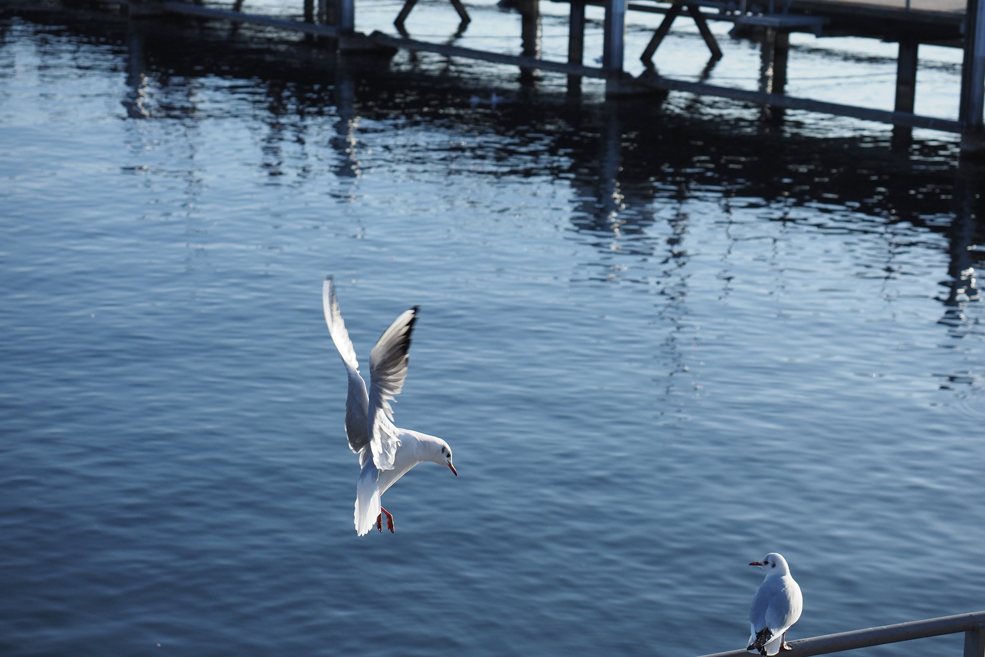 Olympus OM-D E-M1 Mark II: C-AF+Tracking, Bild 04